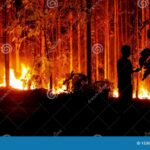 Qué hacer con los objetos dañados por el fuego